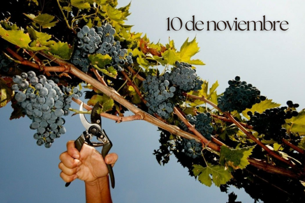 Imagen promocional de Experiencia Verema Barcelona 2025