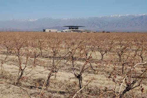 Vinos sin fronteras en Sudamérica