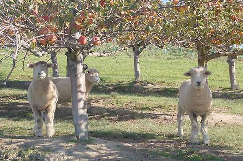  Vinos de Nueva Zelanda