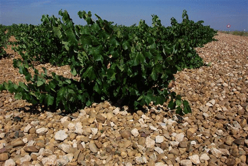 Murcia y Almería se visten de blanco