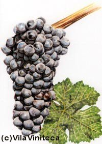 Pareja de Ases: Cata de Bierzos