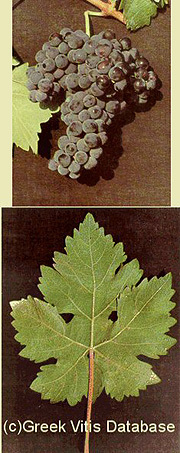 La rebelión de los modestos: Cata de Riberas del Duero