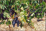 Defectos aromáticos de los vinos en relación con la calidad de las uvas