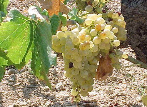 El Vino, sin Sulfuroso