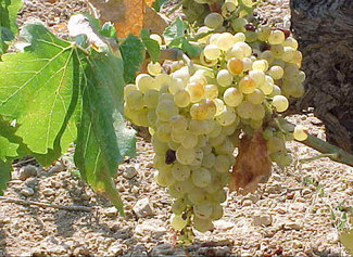 El Vino, sin Sulfuroso