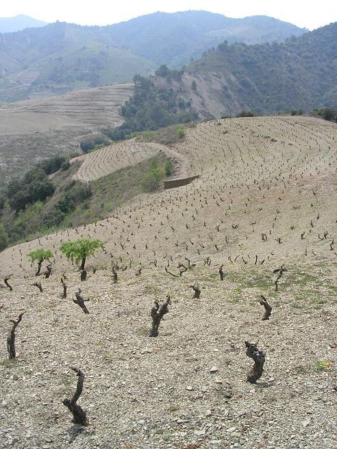 Priorat I: Excursión campestre