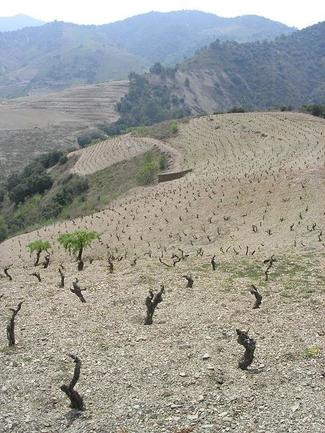 Priorat I: Excursión campestre