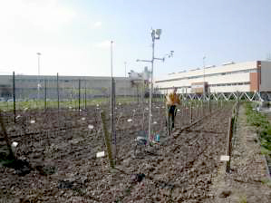 Concepto e interés de las variedades minoritarias y locales para la producción de vinos de calidad