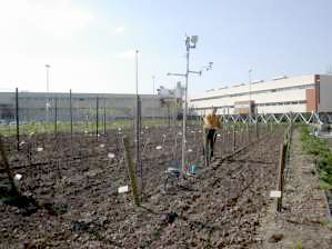Concepto e interés de las variedades minoritarias y locales para la producción de vinos de calidad