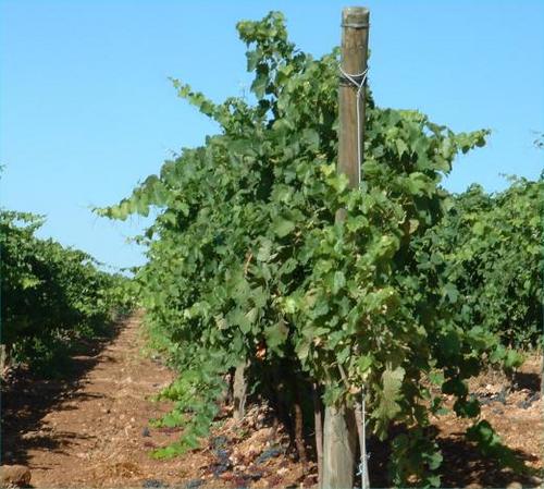 Preparando la vendimia. Visita a las viñas de Céller del Roure.