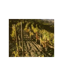 3ª cata de verema.com celebrada en Mantequerías Castillo