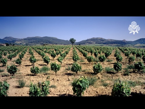 Viaje por tierras y bodegas de Castilla