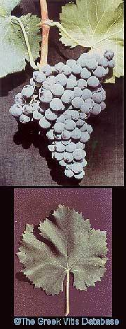 Cata de tintos con Garnacha