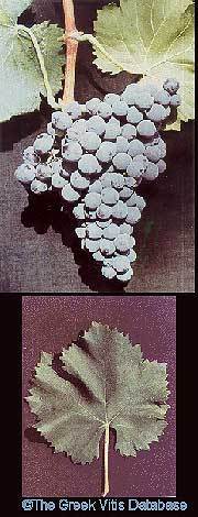 Cata de tintos con Garnacha