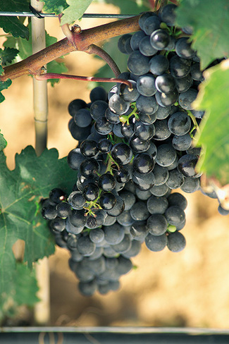 El vino se elabora fundamentalmente en el viñedo