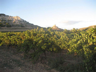Vista del viñedo