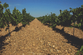 Viñedo de Palacio de Bornos