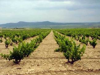 Viñedos