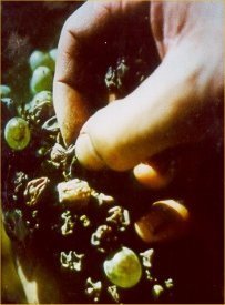 Tokay: vino de reyes, rey de los vinos