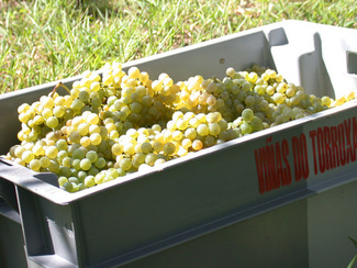 vendimia manual en cajas