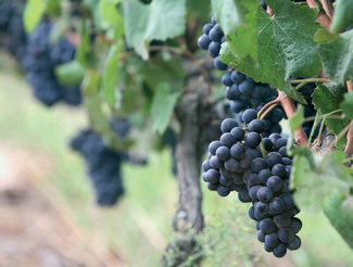 Uvas caiño
