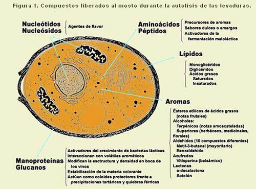 Crianza sobre lías, chips y microoxigenación.