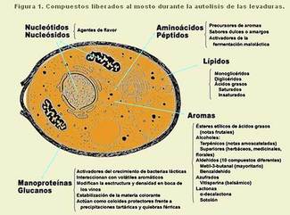 Crianza sobre lías, chips y microoxigenación.