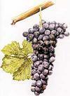 Côtes du Rhône: Breve Introducción a los vinos del Rodano