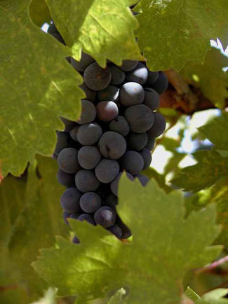 Viñedo de Monastrell