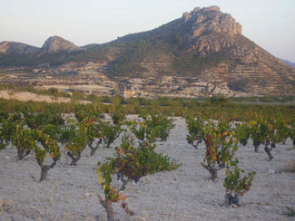 Maravillosos atarcederes en el viñedo