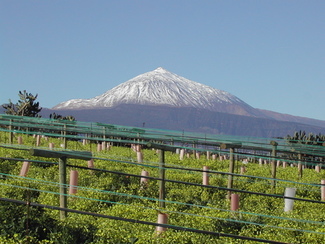Panorámica de los viñedos