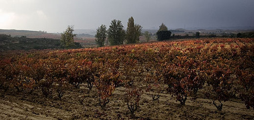 Paisaje del Viñedo: Patrimonio y Recurso (III)