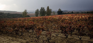 Paisaje del Viñedo: Patrimonio y Recurso (III)