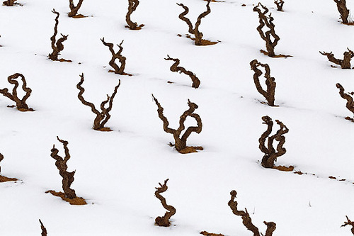 Paisaje del Viñedo: Patrimonio y Recurso (IV)