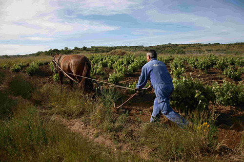 Paisaje del Viñedo: Patrimonio y Recurso (V)
