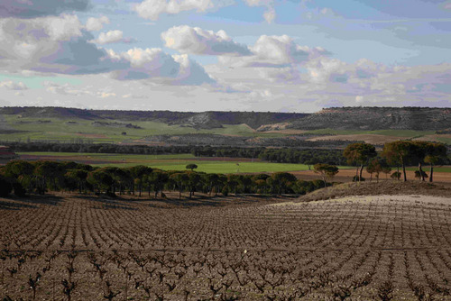 Paisaje del Viñedo: Patrimonio y Recurso (VIII)