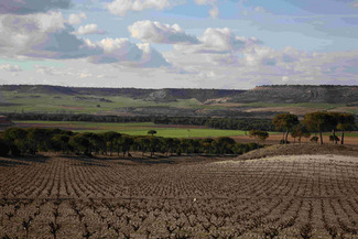 Paisaje del Viñedo: Patrimonio y Recurso (VIII)