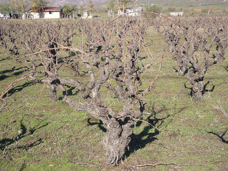 Los vinos de la Baja California mexicana (I)