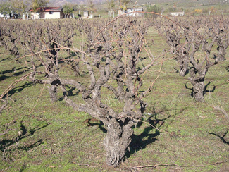 Los vinos de la Baja California mexicana (I)