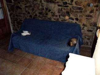 Los lindos gatitos que duermen plácidamente