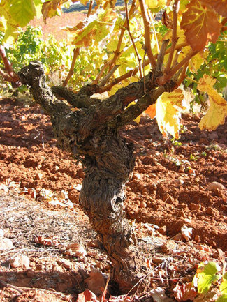 Una de las cepas más antiguas de sus viñedos