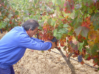 El proceso de Vendimia se realiza con gran cuidado