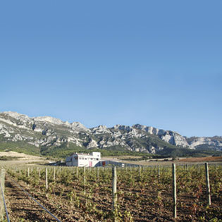 Viñedos y Bodega