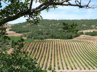 Viñedos de Bodega Vizcarra