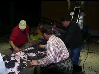 Vendimia pasa por mesa de selección