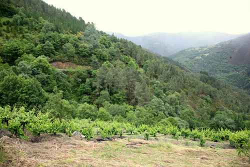  Las tierras del Vino Asturiano