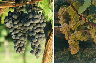 Hondarrabi Beltza y Hondarrabi Zuri