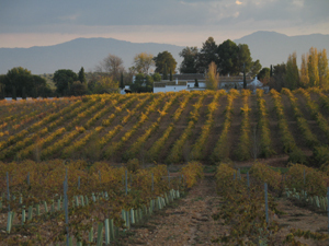 El viñedo en otoño
