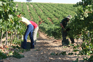 La vendimia
