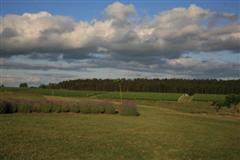 Tannat: Un vino de Uruguay (I)